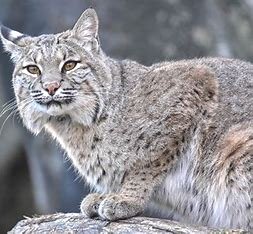 Bobcat