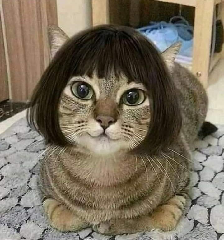 Cat with Hair Bobbed