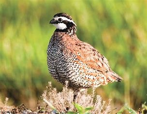 Bobwhite Bird